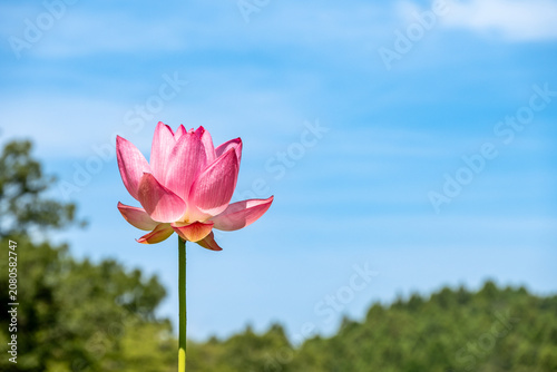 Photography ピンクの蓮の花の彩り