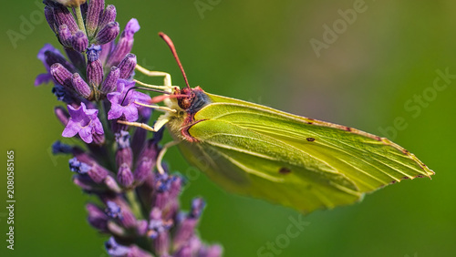 Cuadro en lienzo Brimstone butterfly feeding on a lavender