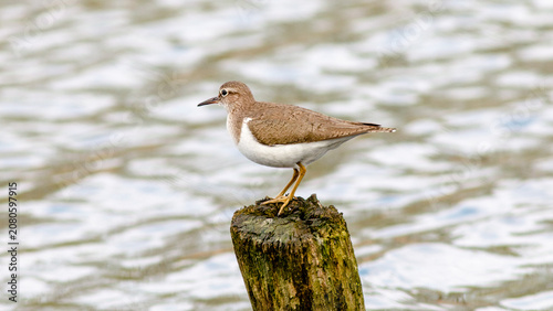 Foto seagull on the beach