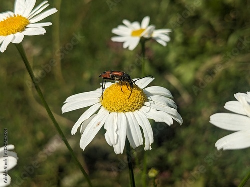 A macro shot of a longhorn beetle sitting on a blooming daisy flower in a sunny summer field. Perfect for nature and wildlife themes