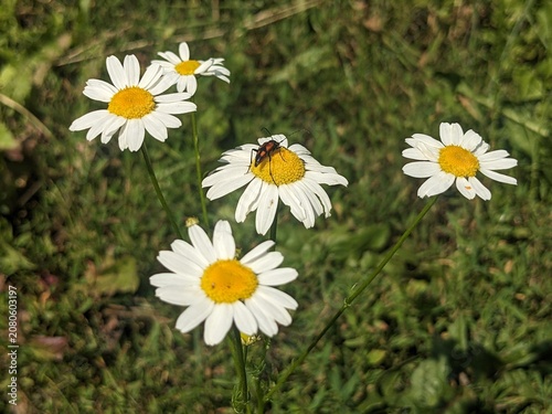 A macro shot of a longhorn beetle sitting on a blooming daisy flower in a sunny summer field. Perfect for nature and wildlife themes