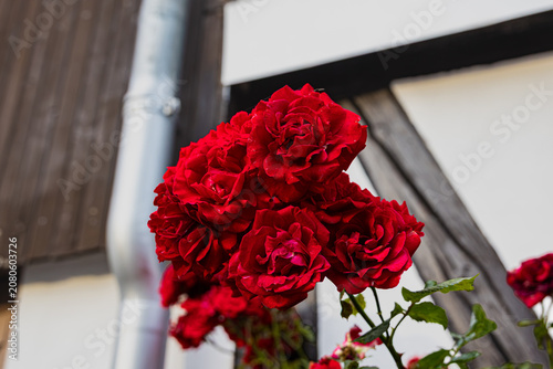 Rose blossoms on a trellis against a house wall