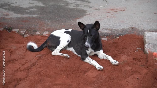 black and white dog