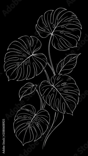 Detailed line art illustration of monstera plant leaves with monstera botanical illustration tropical ornamental decorative houseplant minimalist composition