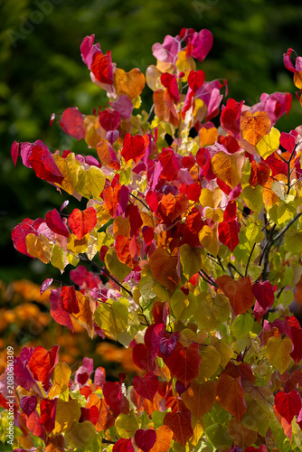 Eastern redbud tree 