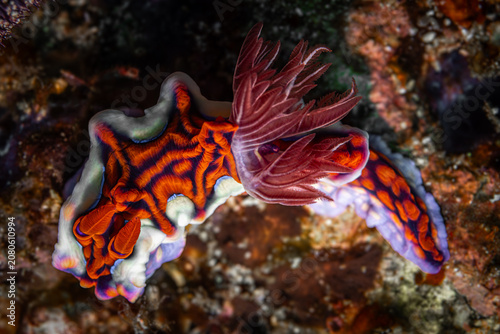 Bild auf Leinwand Miamira flavicostata nudibranch @ Komodo, Indonesia