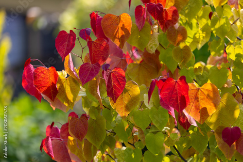 Eastern redbud tree 