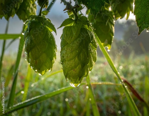 Fresh Green Hop Cones Covered with Dew in Sunlit Garden