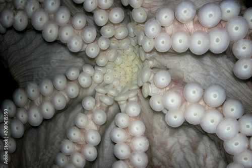 Fényképezés Closeup of Octopus suction cups