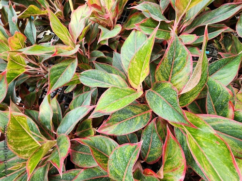Aglaonema is a popular small shrubby ornamental plant, considered the 