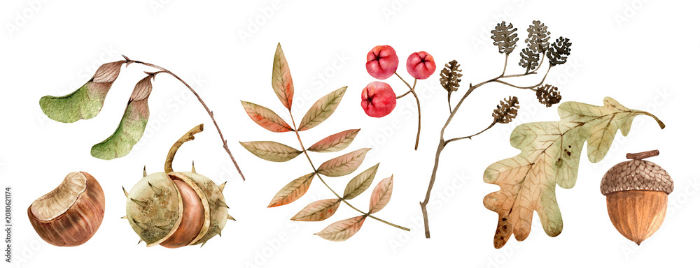 Fototapeta premium A set of watercolor autumn elements a leaf, berry, chestnut, acorn, and maple seed. A hand-drawn collection of forest plants with an autumnal theme.