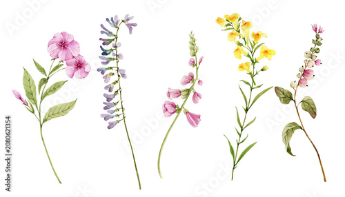 A collection of hand-drawn botanical plants and flowers. Watercolor illustrations for greeting card decoration.