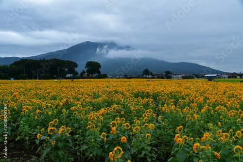 Fotografie 群馬県 筑西市のあけのひまわりフェスティバル～東北八重ひまわり