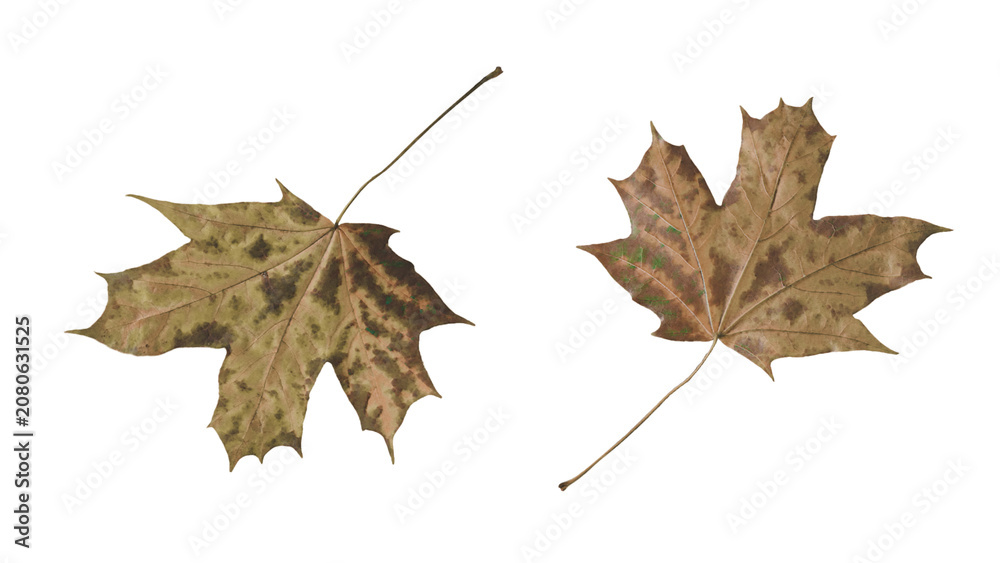 Naklejka premium A detailed 3d render of two dried maple leaves with natural brown tones and realistic veins, ideal for autumn or nature-themed commercial projects.