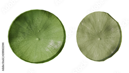 High-quality 3d render of two green lotus leaves viewed from above, showcasing intricate veins and natural textures isolated on black background.