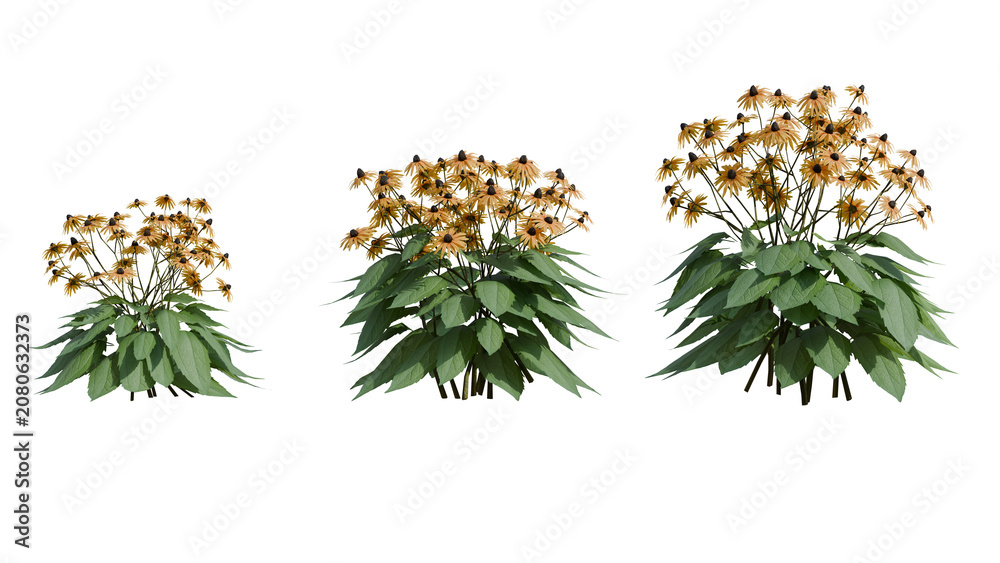 Fototapeta premium A detailed 3d render of Rudbeckia flowers with vibrant yellow petals and rich green leaves, isolated on black for professional design and advertising use.