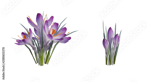 Vibrant 3d render of purple crocus flowers blooming alongside buds and slender green leaves, isolated on black background for floral design and decoration.