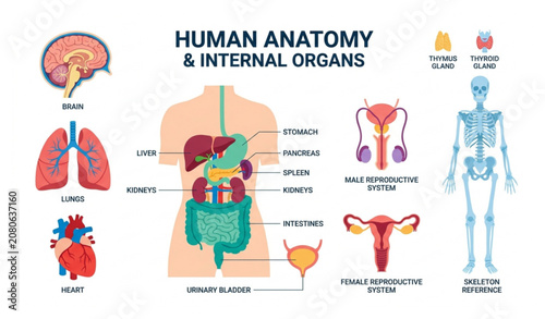 Fotografie Human body internal organs anatomy infographic poster vector illustration