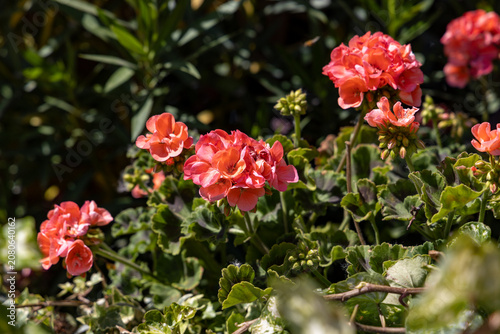 Close up of blooming pink geranium flowers with green leaves in outdoor garden with copy space