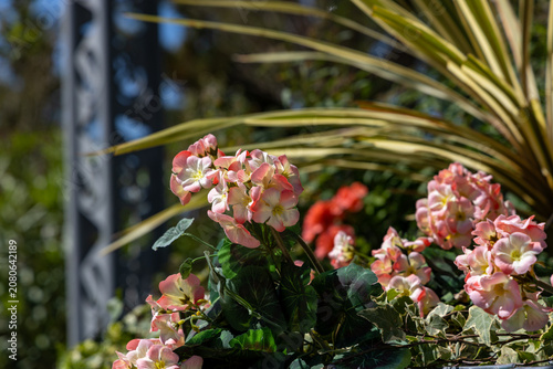 Beautiful blooming pink and white geranium flowers on sunny day with tropical plant background