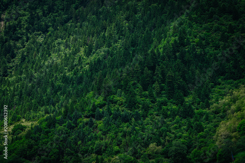 Dense, dark green forest covers a steep hillside, creating a textured and imposing landscape.