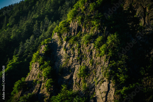 Dark, rocky cliff face densely covered in vibrant green trees and foliage, bathed in warm sunlight.