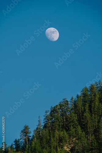 A bright, full moon dominates a deep blue sky, partially framed by a dark silhouette of pine trees and a distant hillside.