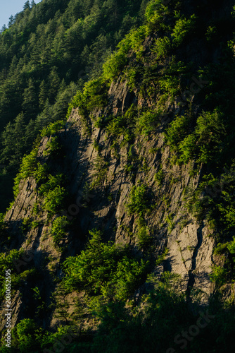 Dark, imposing cliff face densely covered in vibrant green foliage, bathed in warm sunlight and shadow.