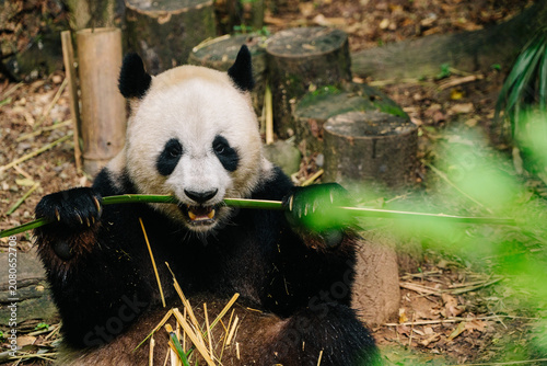 A giant panda sits amidst bamboo stalks, happily munching on a long piece of bamboo with its paws.