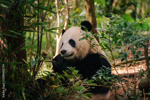 A panda sits amidst lush bamboo forest, partially hidden by green foliage, creating a serene and natural scene.