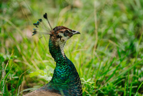 A vibrant peacock with a stunning, iridescent neck and tail feathers, set against a blurred green background.