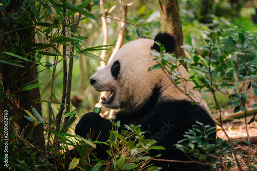 A black and white panda is nestled amongst bamboo and foliage, seemingly enjoying a meal in a dimly lit forest setting.