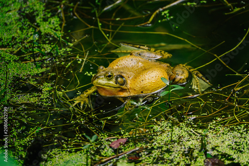 A bullfrog sits amidst green algae and moss in a dark, shallow pond, partially submerged.