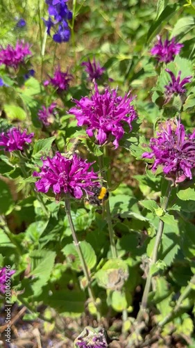Hummel auf Indianernessel (Monarda didyma) in Zeitlupe | Hochformat - Langsame Flugbewegungen einer Hummel an den leuchtenden Blüten der Monarde (Monarda didyma) im warmen Sonnenlicht.