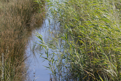 Obraz na plátne Reeds growing in water along natural ditch