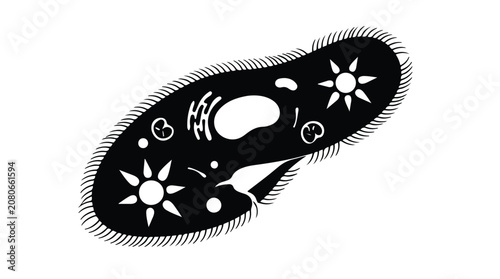 Quadro su tela Microscopic paramecium caudatum vector illustration, biological protozoa cell an