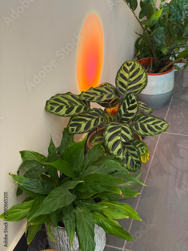 Houseplants with rainbow prism light on wall in modern cozy biophilic interior