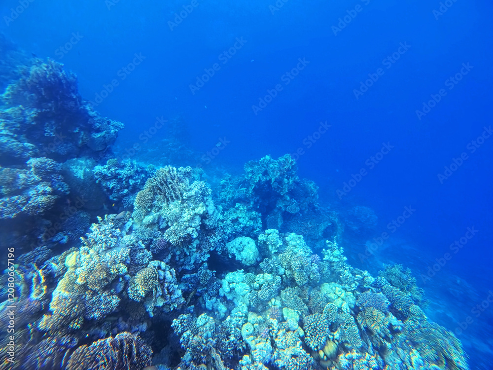 Fototapeta premium Red Sea coral reef near Brayka Bay Resort, Egypt, showing healthy hard corals and marine life in clear water