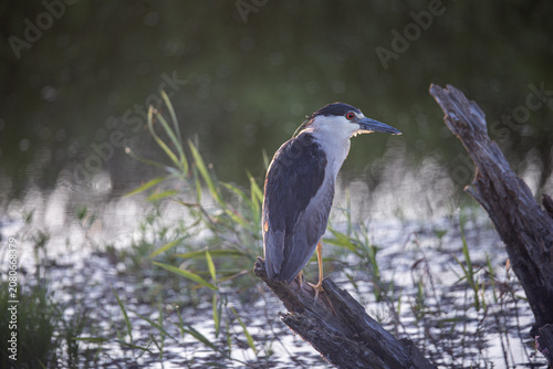 Foto Night heron in the refuge