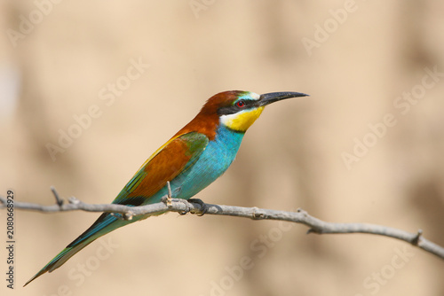Close-up of a European Bee-eater (Merops apiaster) on a twig against a beautiful blurred background.