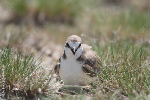 Close-up of a female Kentish Plover (Charadrius alexandrinus) on a nest with two speckled eggs.
