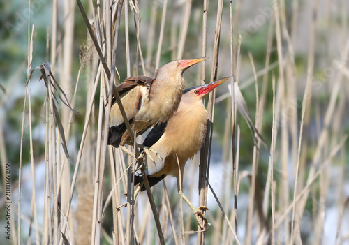 Photography A rare shot of a male and female Little Bittern (Ixobrychus minutus) together on dry reed stems