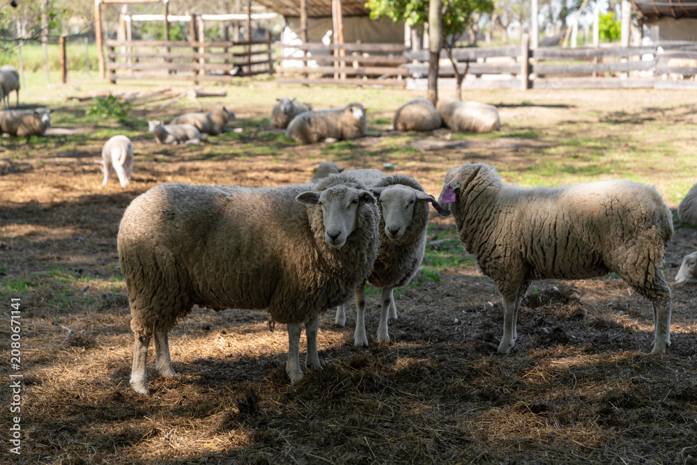 Fototapeta premium Flock of Domestic Sheep and Lambs in Rural Farm Pen Under Sunlight