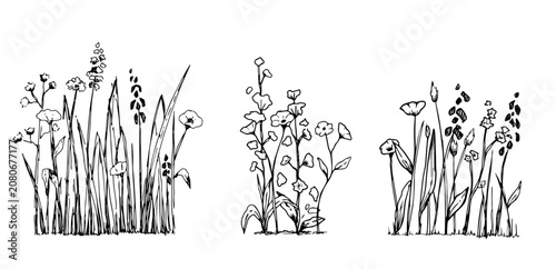 Fotografie Vector set of wildflowers in elevation view - isolated on transparent background