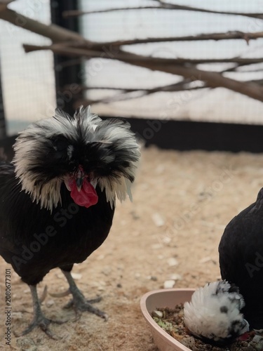 Bild auf Leinwand Close up portrait of black Polish chicken with crest feathers