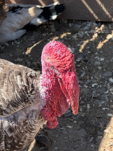 Foto Close up portrait of domestic turkey with bright red wattle
