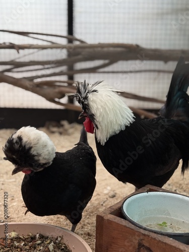 Foto Pair of black crested roosters standing together in farm enclosure