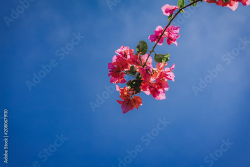 pink bougenville blossom