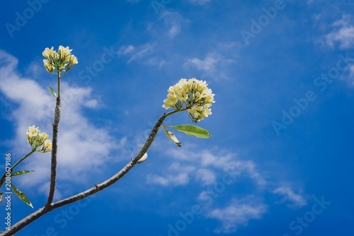 yellow flowers against blue sky