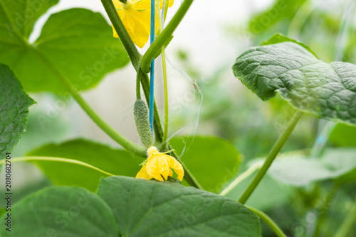Foto Greenhouse cucumber plant with yellow flower and fruiting tendril